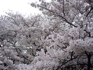 Hanami 2015: fioritura del sakura, il ciliegio giapponese da fiore