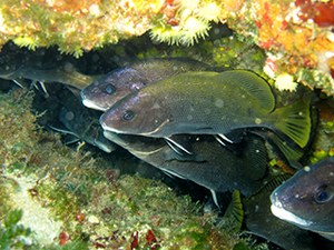 Pubblicazione dell'Atlante delle Specie Marine Protette in Sicilia