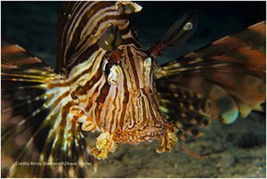 Il primo esemplare di pesce scorpione avvistato in acque italiane