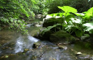 Il ruolo delle scienze naturali e ambientali nella gestione delle risorse naturali secondo un modello di sviluppo sostenibile e responsabile