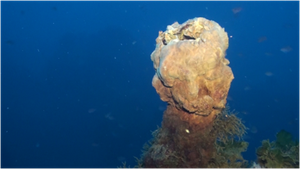 Importante scoperta di un notevole sito idrotermale nel fondale marino intorno all’Isola di Panarea