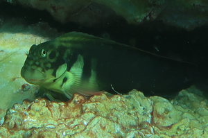 Continua l’invasione aliena nei mari italiani: avvistata la “bavosa dalla bocca rossa”, un piccolo pesce tropicale caratteristico delle isole canarie
