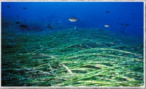 La Spiaggia Ecologica: gestione sostenibile della banquette di Posidonia oceanica sugli arenili del Lazio