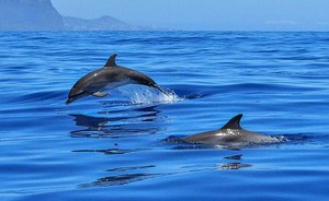 AperiPelagos - Occhio al delfino! L’importanza del monitoraggio da traghetto