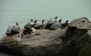 L'ambiente spiegato ai più piccoli