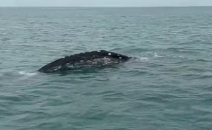 Avvistata balena grigia nelle acque italiane
