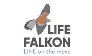 LIFE Falkon segnalato come progetto del mese nel sito del Ministero della Transizione Ecologica