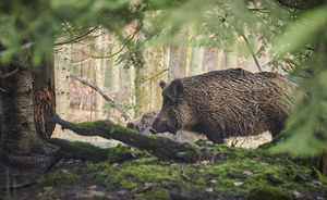 Resilience to Historical Human Manipulations in the Genomic Variation of Italian Wild Boar Populations