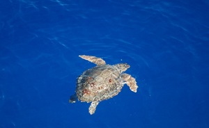 Avanzare la ricerca per conservare la tartaruga marina: studio sulla nicchia ecologica della tartaruga marina Caretta Caretta in Adriatico e Ionio