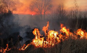 Ecosistemi forestali ed incendi: aggiornamento 28 luglio 2023