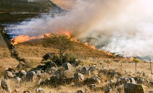 Ecosistemi forestali ed incendi: aggiornamento 8  agosto 2023