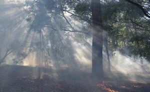Ecosistemi forestali ed incendi: aggiornamento 15 ottobre 2023