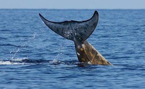 Testing indicators for trend assessment of range and habitat of low-density cetacean species in the Mediterranean Sea