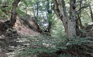 Il Faggeto di Allumiere: una passeggiata tra alberi secolari e cave di alunite