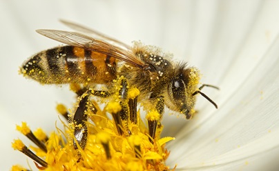 Api, impollinatori, polline e biodiversità — Italiano