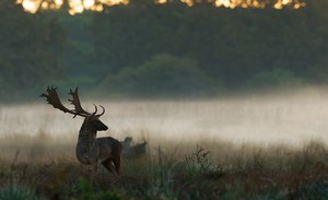 A Futuro24 di Rainews la Tenuta Presidenziale di Castelporziano e le attività dell'ISPRA