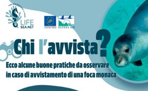Foca monaca: chi l'avvista?