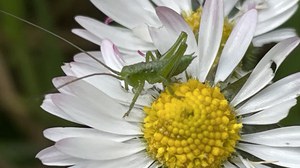 Osserva e segnala la flora e fauna intorno a te anche in vacanza!