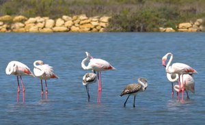 Saline di Tarquinia, scrigno di biodiversità e geodiversità