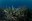 LIFE Sea Forest: le praterie di posidonia oceanica serbatoi di carbonio blu nel mediterraneo