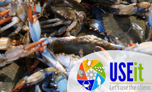 Conferenza finale del progetto USEit