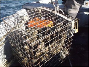 Attività prevalenti