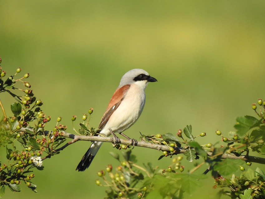 Averla piccola_Lanius collurio_Giacomo Assandri.JPG