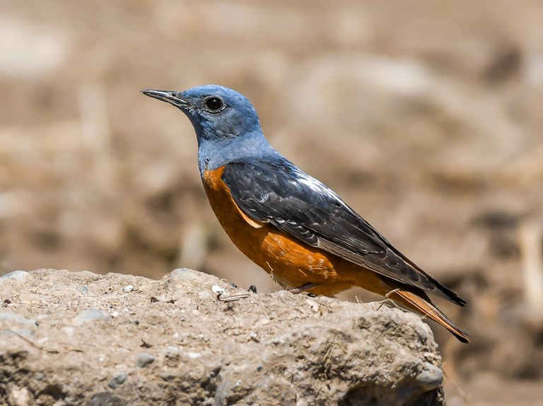 Codirossone_Monticola saxatilis_Mario Monfrini