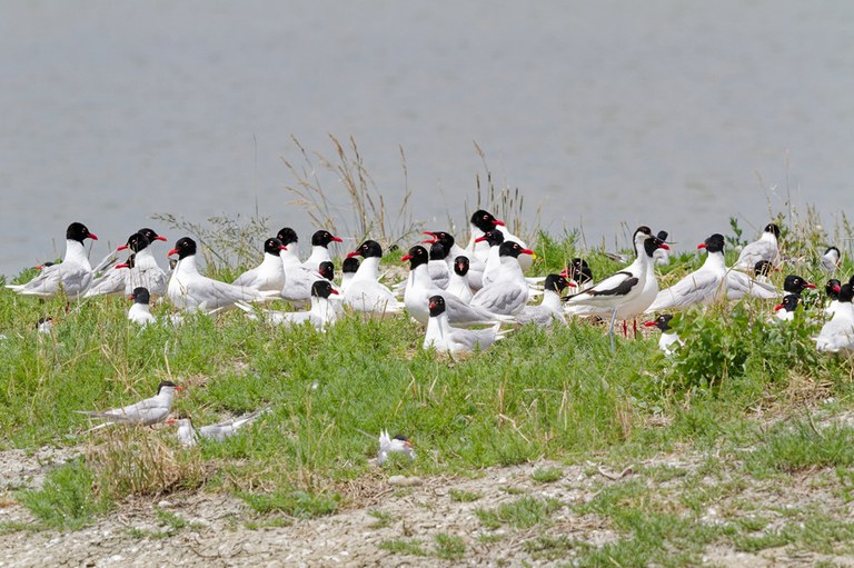 Gabbiano corallino_Ichthyaetus melanocephalus_Stefano volponi