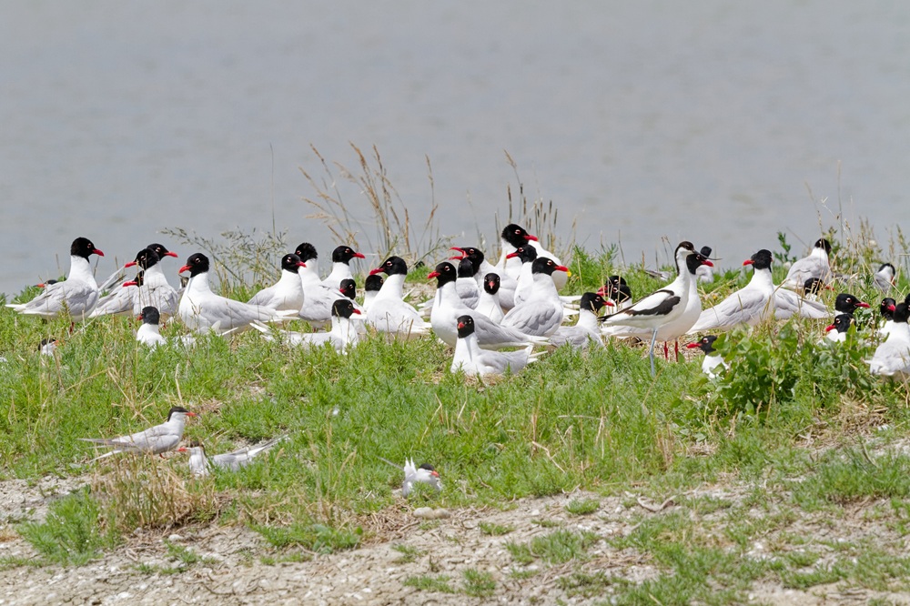 Gabbiano corallino_Ichthyaetus melanocephalus_Stefano volponi.jpg