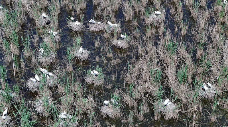 Spatola - Platalea leucorodia_Stefano Volponi.jpg