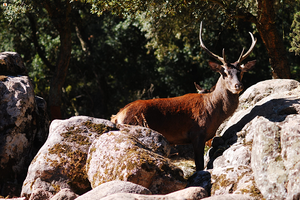Iniziative di reintroduzione