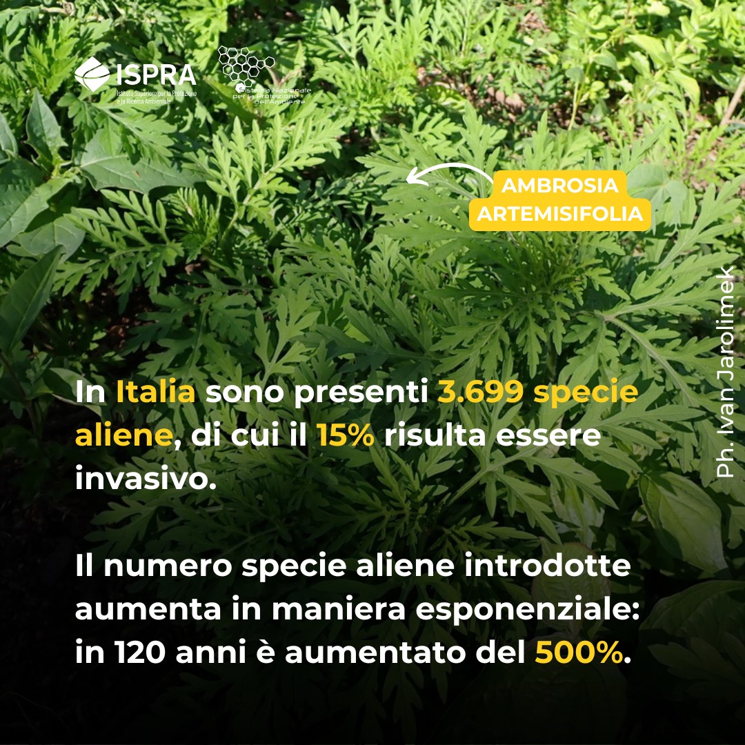 3699 specie aliene.jpg