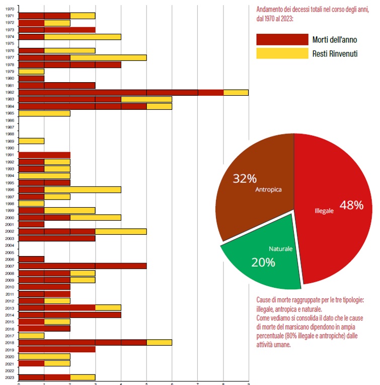 Andamento del numero di orsi marsicani rinvenuti morti ogni anno nel periodo 1970-2023.jpg