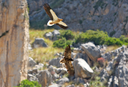 Capovaccai in volo. Il più giovane mostra un pattern di piumaggio più scuro rispetto all’adulto Foto Angelo Scuderi.png