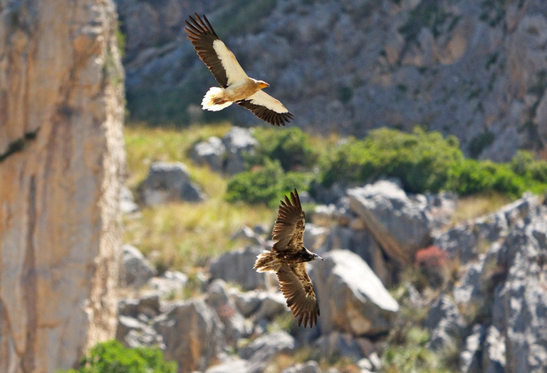 Capovaccai in volo. Il più giovane mostra un pattern di piumaggio più scuro rispetto all’adulto Foto Angelo Scuderi