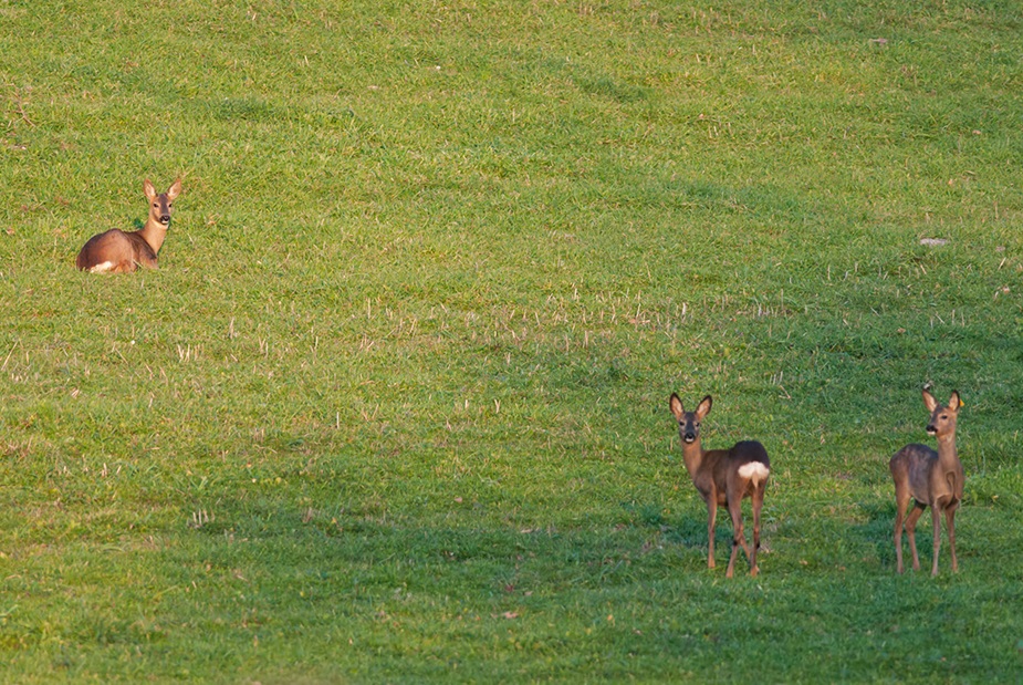 Capriolo italico (Capreolus capreolus italicus) Foto di A. Calabrese.jpg