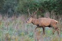 Cervo (Cervus elaphus) Foto di A. Calabrese.jpg