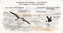 confronto-volo.jpg