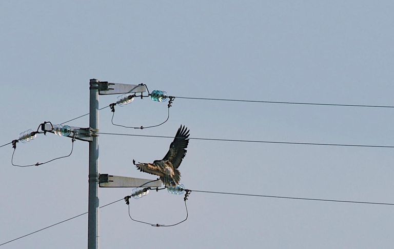Uno dei giovani capovaccai liberati a Matera nel 2018 nell'ambito del LIFE Egyptian vulture Foto: A.Andreotti ISPRA