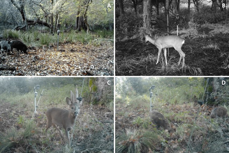Esempi di immagini scattate per verificare l'efficacia della fototrappola 