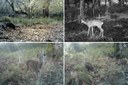 Esempi di immagini scattate per verificare l'efficacia della fototrappola.jpg