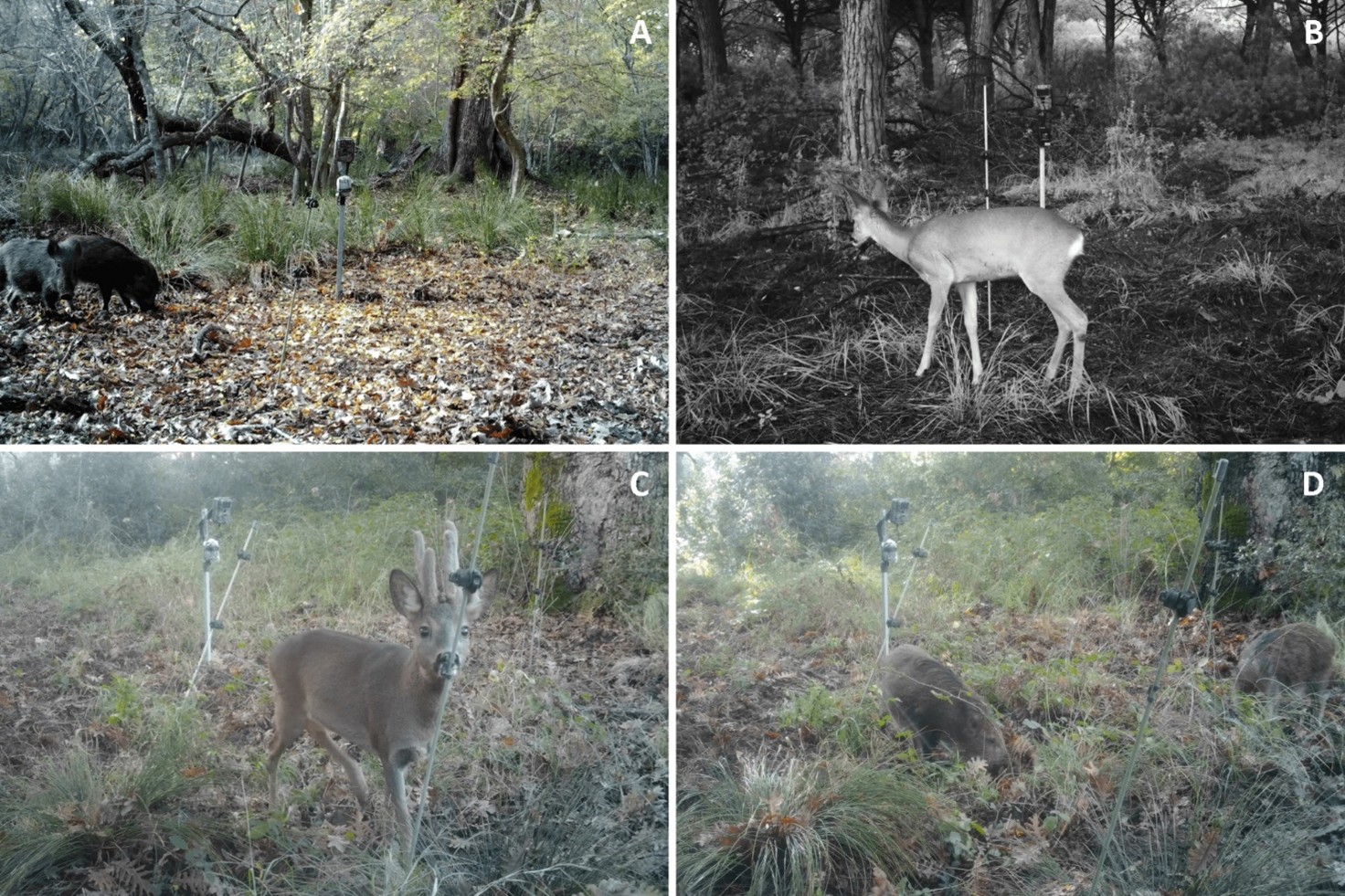Esempi di immagini scattate per verificare l'efficacia della fototrappola.jpg