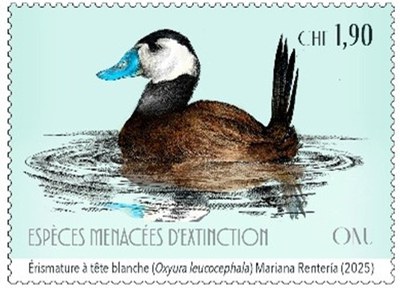 Francobollo dedicato al gobbo rugginoso (Oxyura leucocephala)