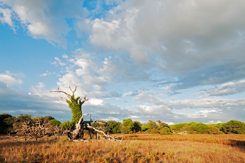 Gli ambienti della Tenuta. Foto di A. Calabrese.jpg