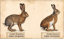 Identikit della specie l'arte del mimetismo.png