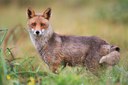 Incontri selvatici volpe (Vulpes vulpes). Foto di A. Calabrese.jpg