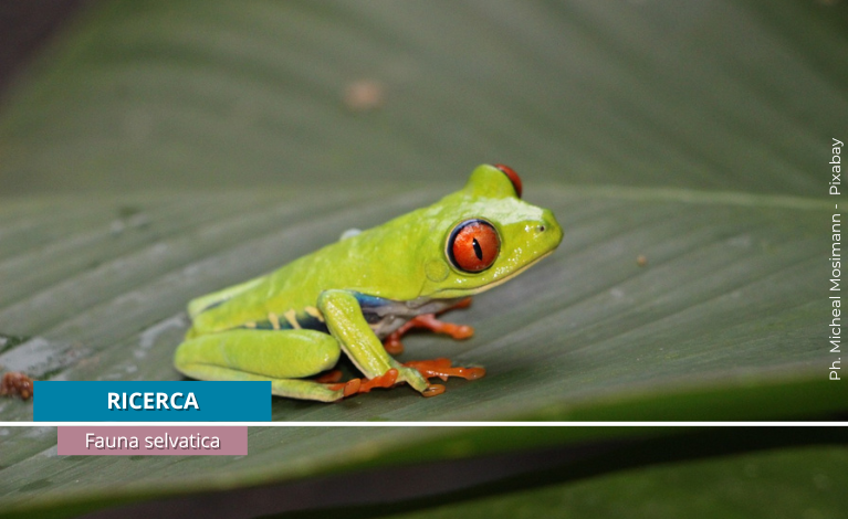 iucn.png