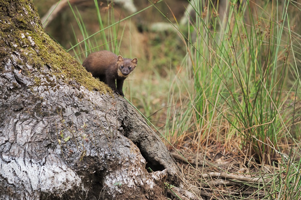 martora (Martes martes). Foto di A. Calabrese.jpg