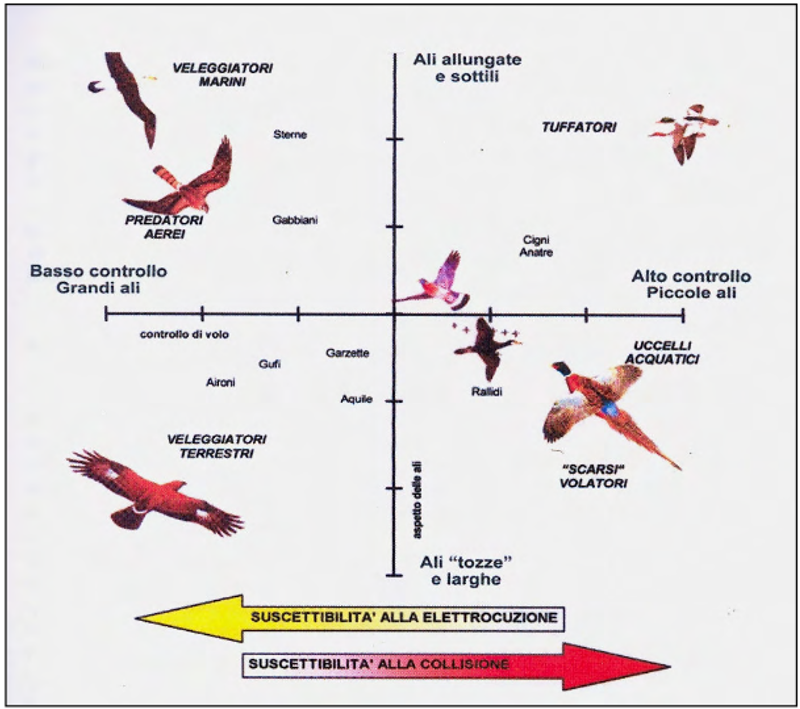 Morfologia delle ali.png